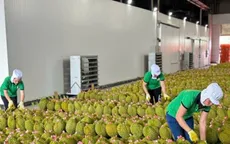 sau-rieng-13670848903977365403545-69644065214565633269841.jpeg